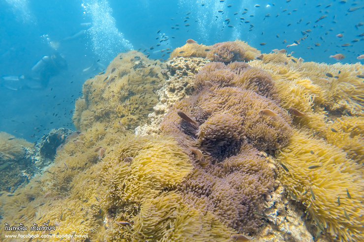 Amazing!! Chumphon ว่ายน้ำกับฝูงปลา และ ชมปะการัง ที่ ทะเล “ชุมพร”