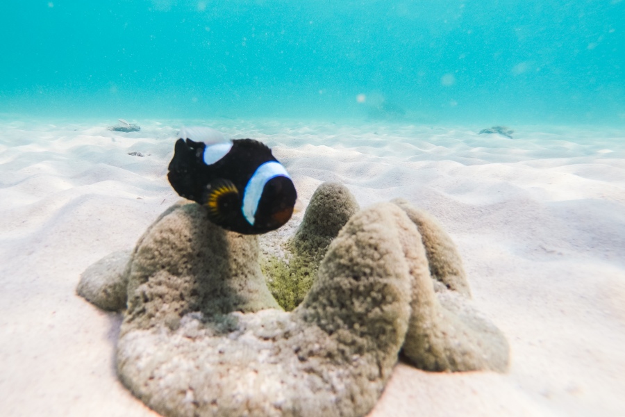 ดำน้ำแสมสาร