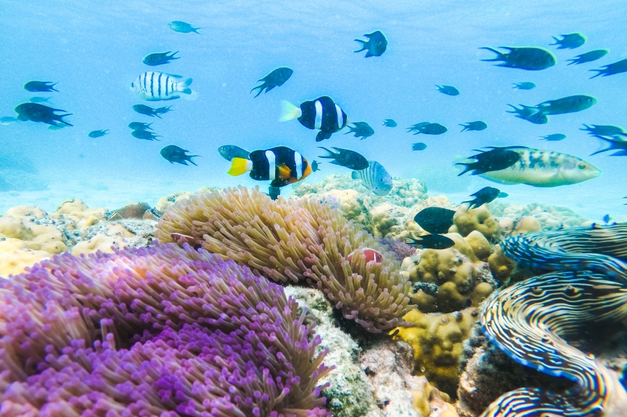 ดำน้ำแสมสาร