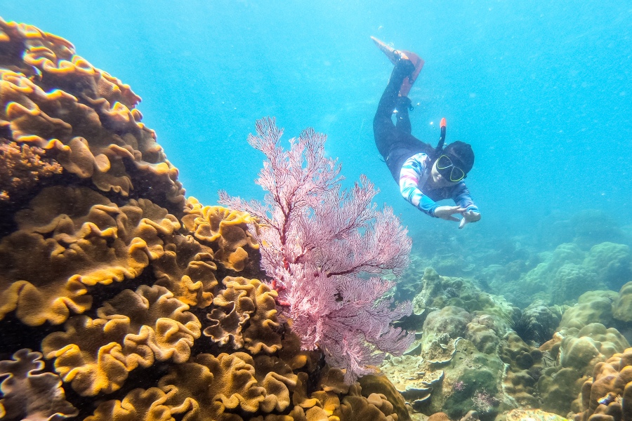 ดำน้ำแสมสาร