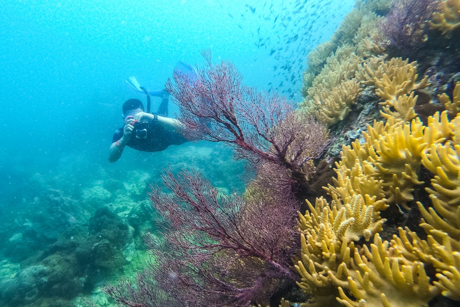 ดำน้ำแสมสาร