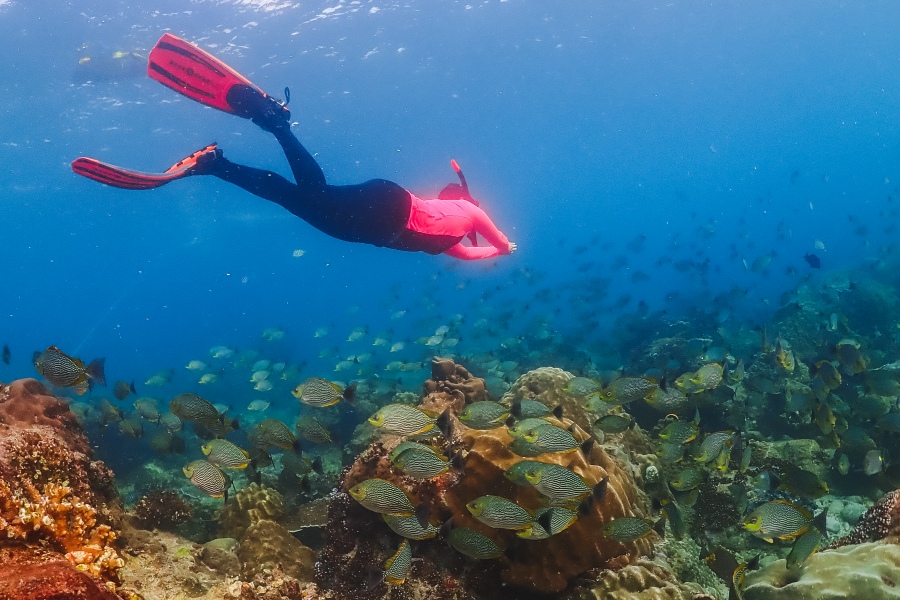 ดำน้ำพัทยา