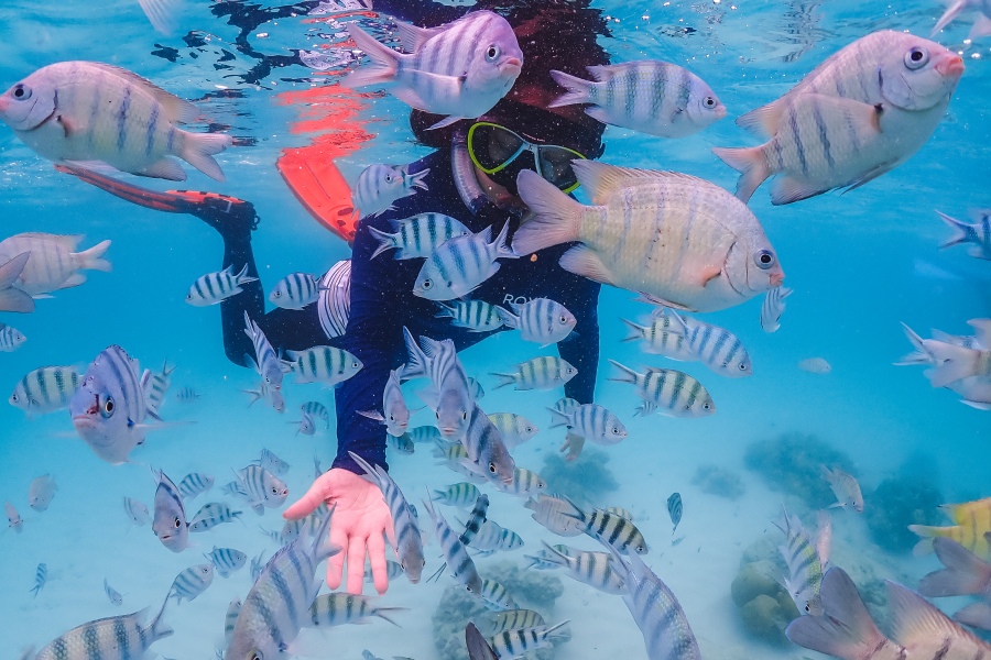 ดำน้ำแสมสาร